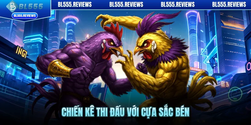 Chiến kê thi đấu với cựa sắc bén